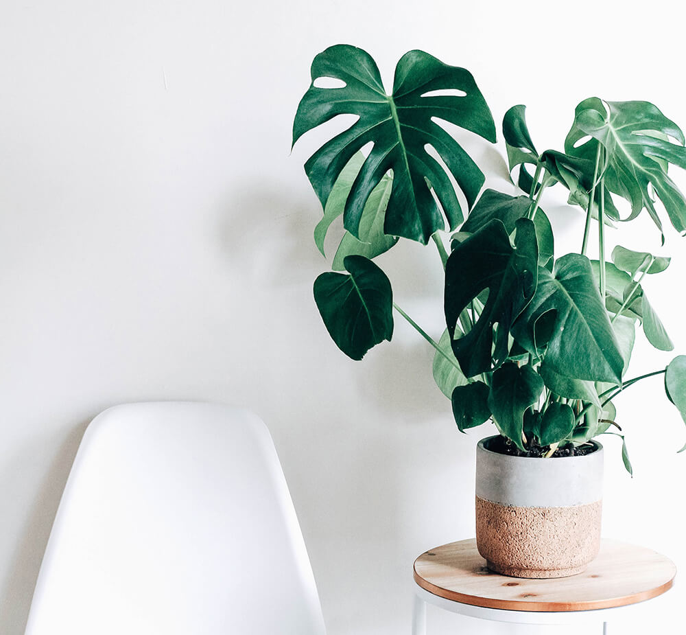 Low Maintenance Indoor Plants