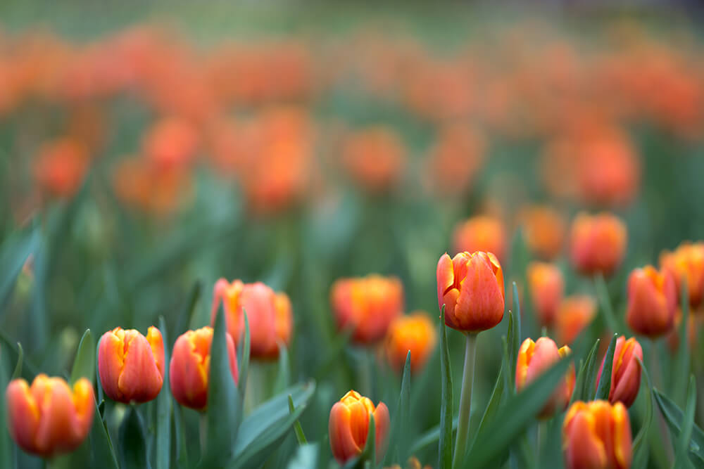 Keukenhof Gardens