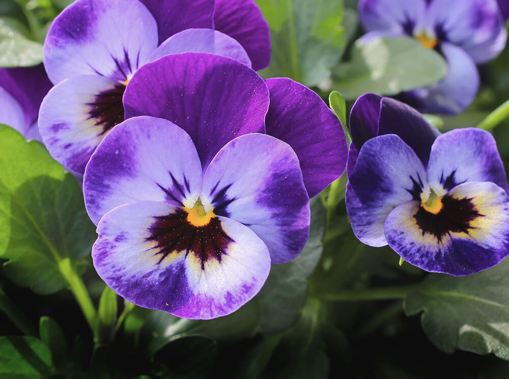 Winter Flowering Pansy